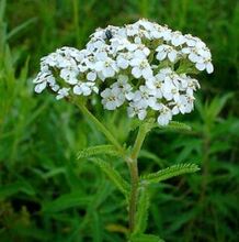 Yarrow artrosirako